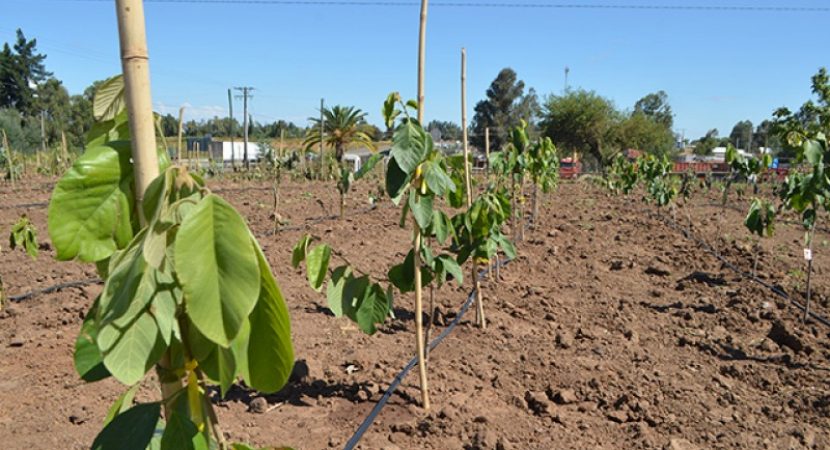 Sequía pone en riesgo el 20% de la agricultura frutícola de la zona centro-sur de Chile