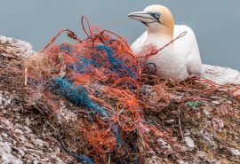 Informe de la ONU sobre contaminación por plásticos advierte sobre falsas soluciones y confirma la necesidad de una acción mundial urgente