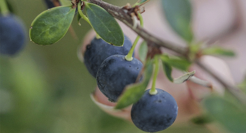Calafate: el fruto del sur de Chile que puede prevenir el envejecimiento prematuro y algunos tipos de cáncer