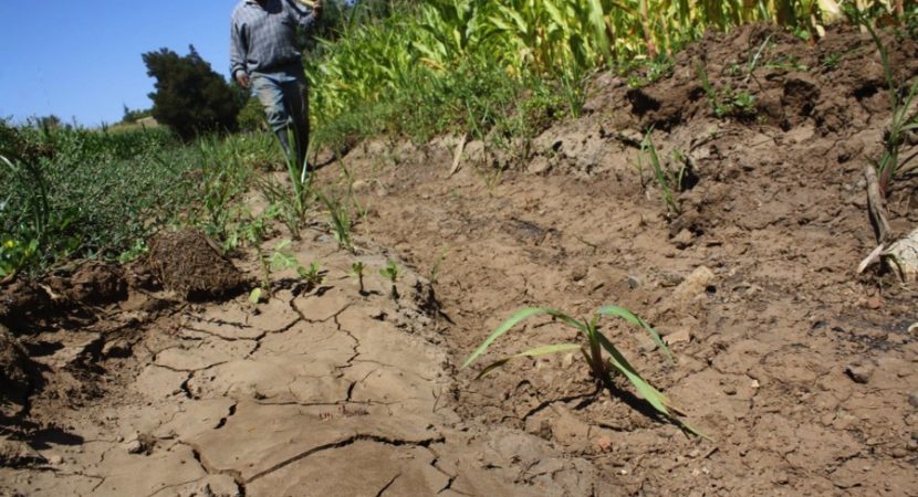Universidad de O’Higgins ayudará a  agricultores para producir cultivos bajo condiciones extremas