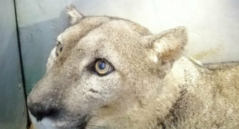 Puma fue llevado al Zoológico Metropolitano luego de ser rescatado en Lo Barnechea