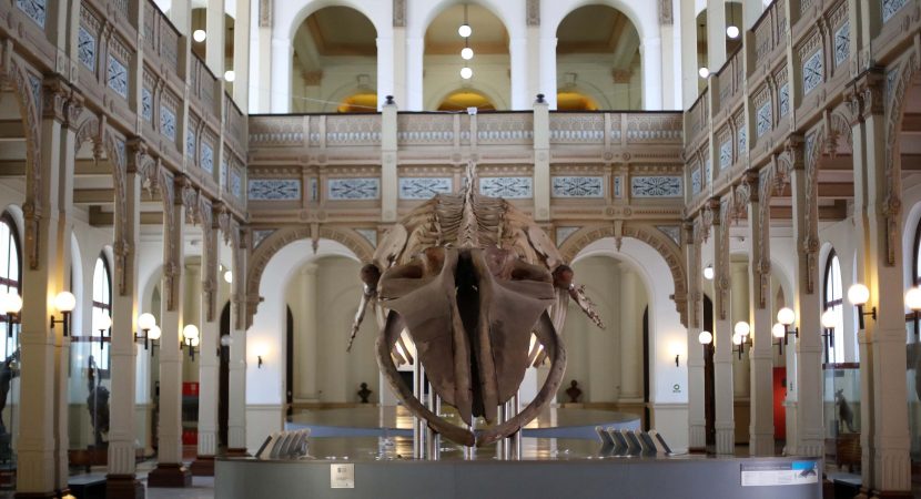 Museo Nacional de Historia Natural celebra 190 años y se prepara para su reapertura