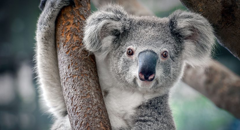 “Verano Negro” en Australia dejó más de 61.000 koalas heridos por los incendios forestales