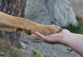 Conoce la iniciativa que busca transformar las «palomas» de candidatos en refugio para perritos