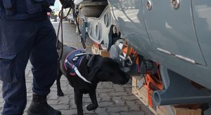 Entre el 2019 y 2021 canes detectores de Aduanas han protagonizado la incautación de 700 kilos de drogas