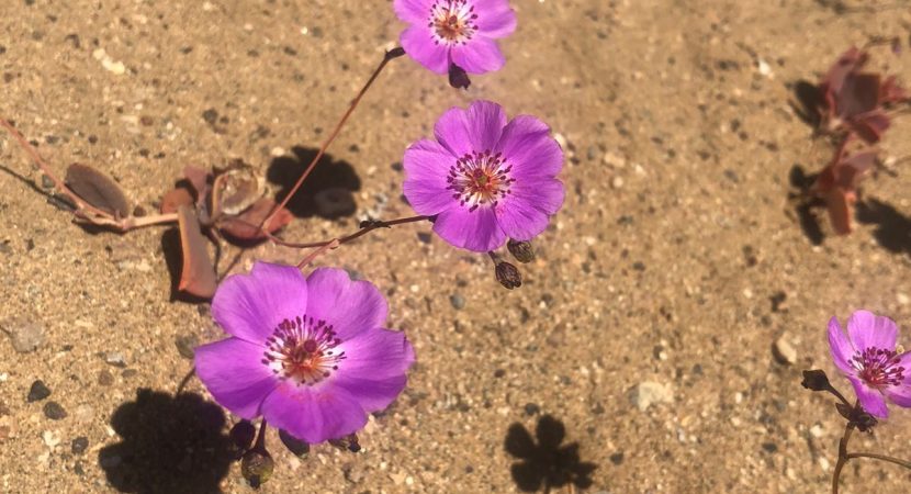 Subsecretario del Medio Ambiente lanza oficialmente campaña de monitoreo del desierto florido