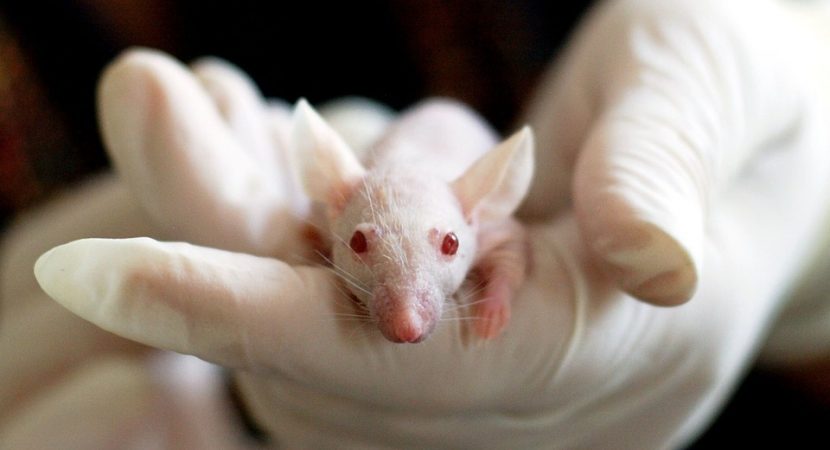 Comisión de Salud de Diputados aprueba boletín que busca prohibir la experimentación de cosméticos en animales