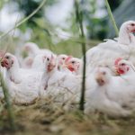 Gripe aviar: ¿Qué es y cuáles son sus síntomas?