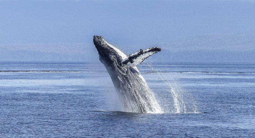 Científicos logran la primera conversación entre humanos y ballenas