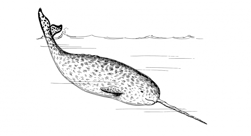 El misterio del narval: el unicornio del mar ártico