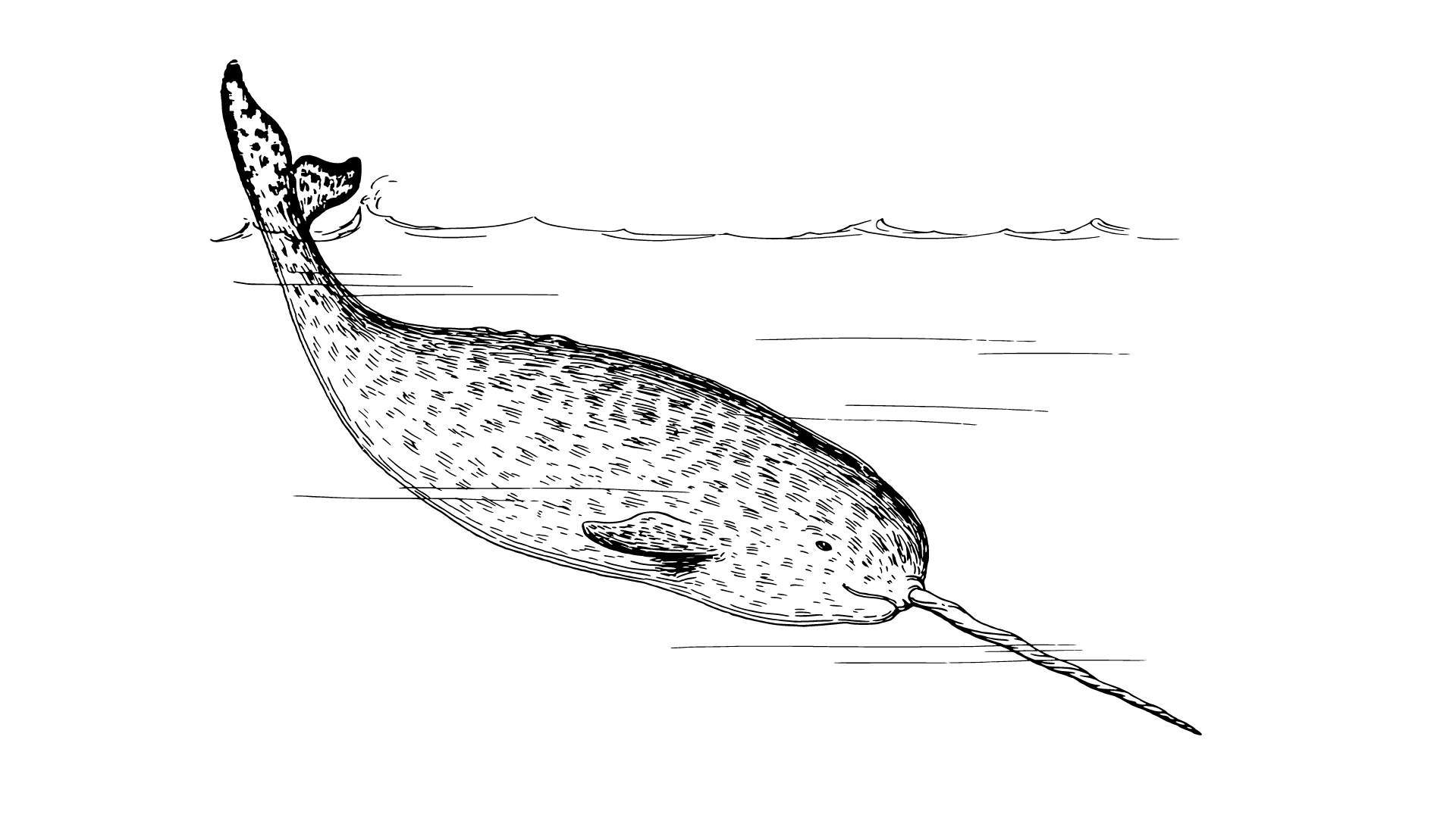 El misterio del narval: el unicornio del mar ártico