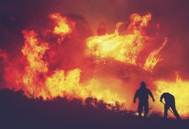 Devastadores incendios forestales: una amenaza para nuestros bosques