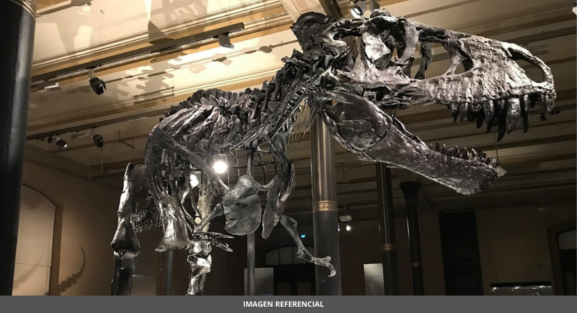 Fósil de estegosaurio «Apex» a la venta