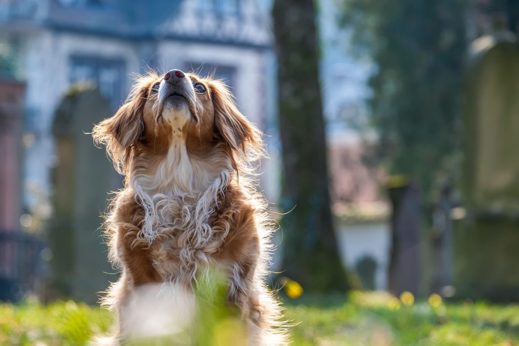 Imagen referencial sobre perros