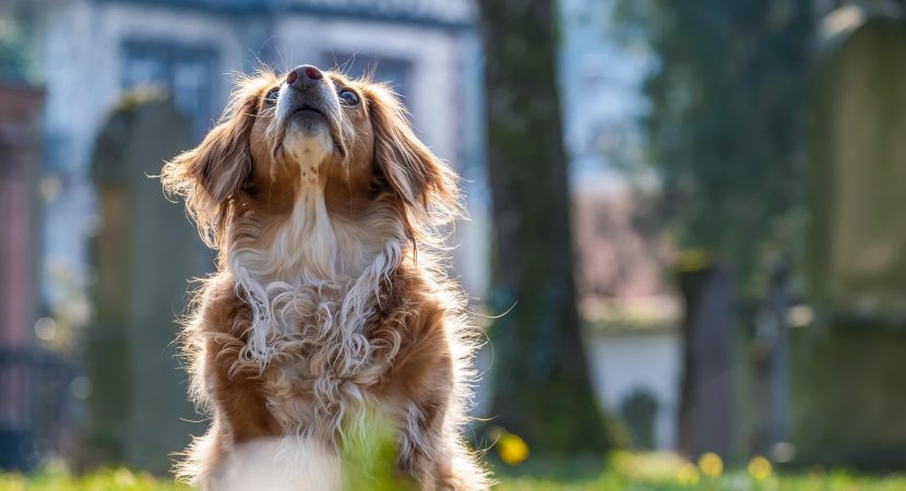 Perros clasifican objetos por función, sin entrenamiento previo, como humanos