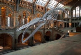 Noche de Museos 2025: agenda gratuita para el viernes 24 de octubre