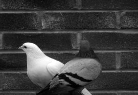 Palomas revelan cómo la lluvia limpia el plomo urbano