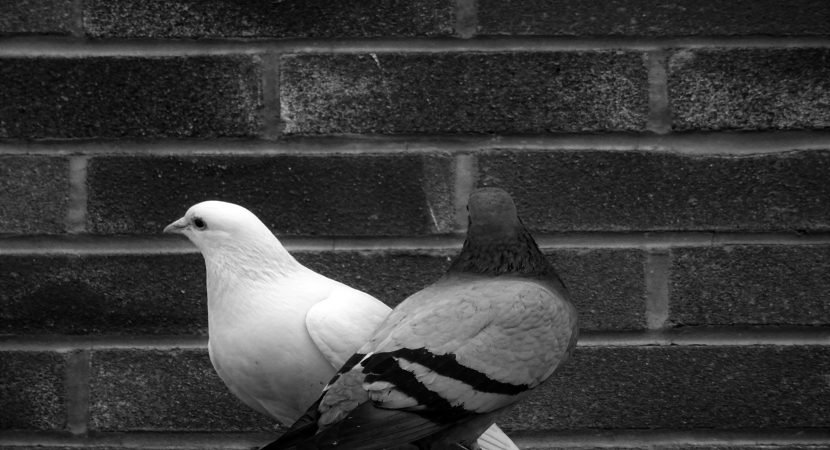 Palomas revelan cómo la lluvia limpia el plomo urbano