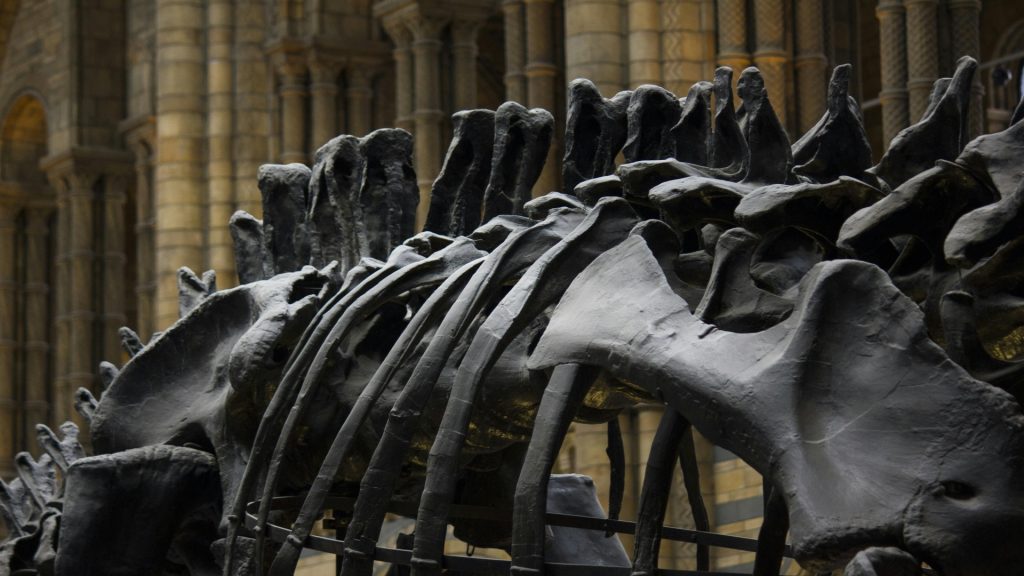 Imagen referencial: dinosaurios