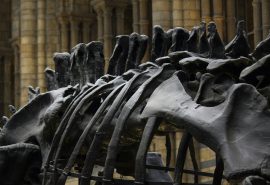Hallan camino de huellas de dinosaurios gigantes en Reino Unido