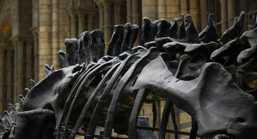 Hallan camino de huellas de dinosaurios gigantes en Reino Unido
