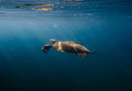 Más de 48.000 especies amenazadas de extinción en la Lista Roja de la UICN