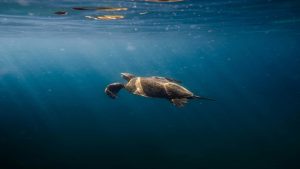 Más de 48.000 especies amenazadas de extinción en la Lista Roja de la UICN