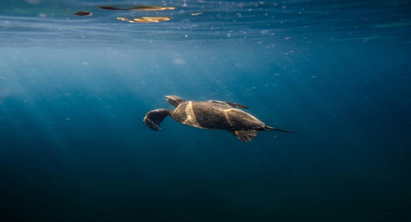 Más de 48.000 especies amenazadas de extinción en la Lista Roja de la UICN