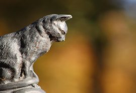 Cámara aprueba permiso laboral por muerte de mascota