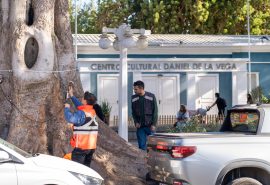 Quilpué utiliza nueva tecnología que evalúa la salud de los árboles