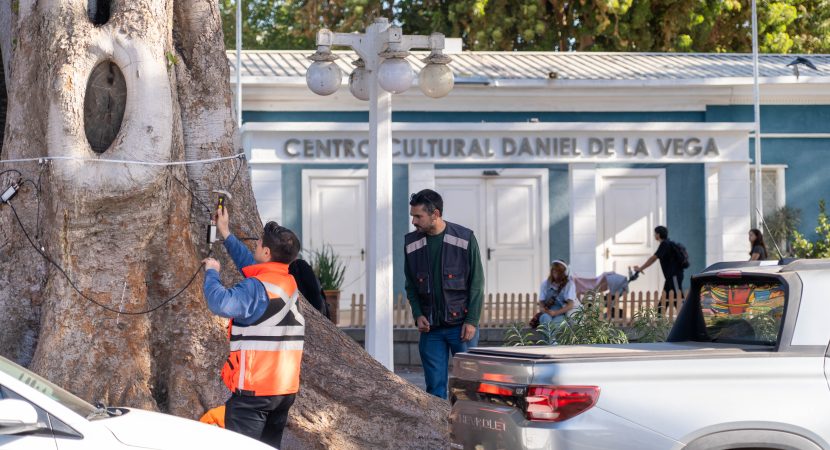 Quilpué utiliza nueva tecnología que evalúa la salud de los árboles