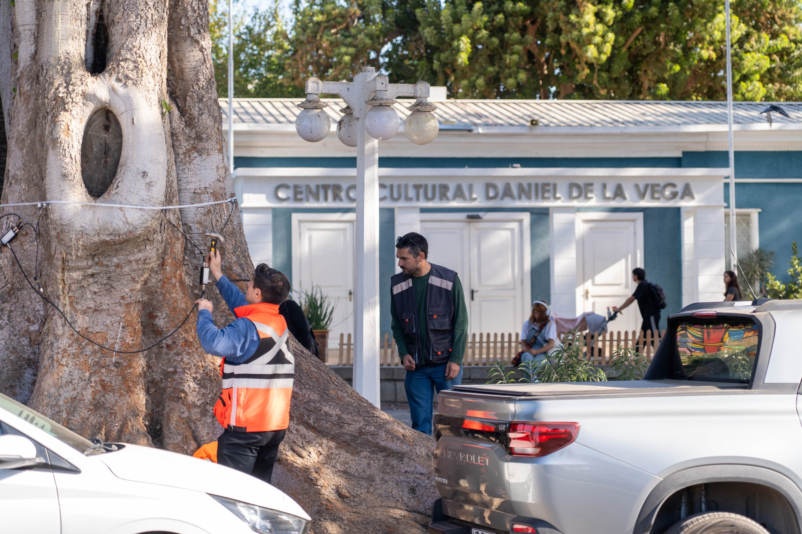 Quilpué utiliza nueva tecnología que evalúa la salud de los árboles