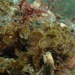 Publican primer registro para Chile de “alga abanico” en la Isla Grande de Tierra del Fuego