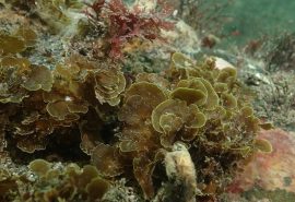 Publican primer registro para Chile de “alga abanico” en la Isla Grande de Tierra del Fuego