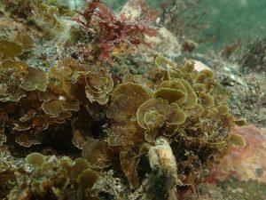 Microzonia velutina Publican primer registro para Chile de “alga abanico” en la Isla Grande de Tierra del Fuego