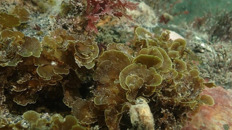 Publican primer registro para Chile de “alga abanico” en la Isla Grande de Tierra del Fuego