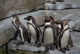 Alerta ambiental: El pingüino de Humboldt reduce su población reproductiva a más de la mitad
