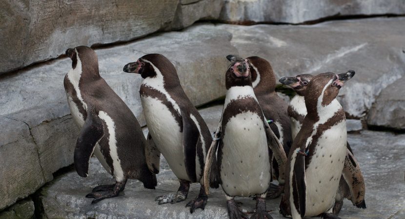Alerta ambiental: El pingüino de Humboldt reduce su población reproductiva a más de la mitad