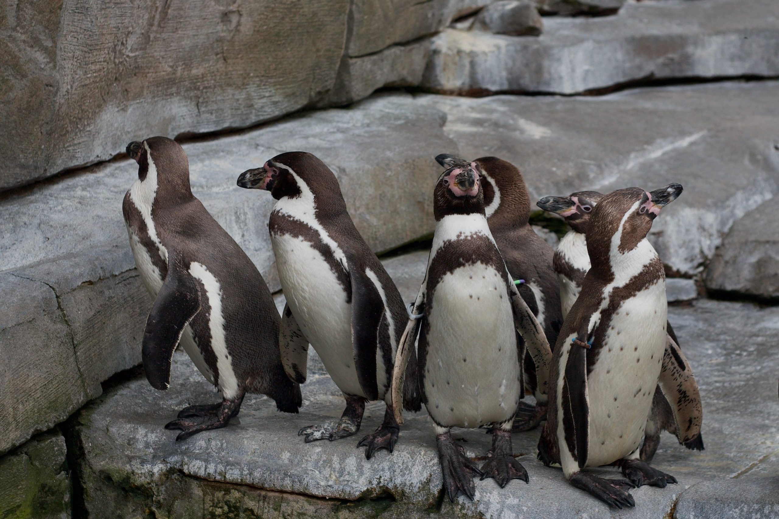 Alerta ambiental: El pingüino de Humboldt reduce su población reproductiva a más de la mitad