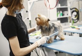 Inauguran la primera Peluquería Canina Municipal en Chile: todo lo que debes saber