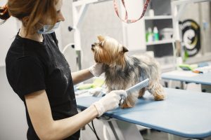 Inauguran la primera Peluquería Canina Municipal en Chile: todo lo que debes saber