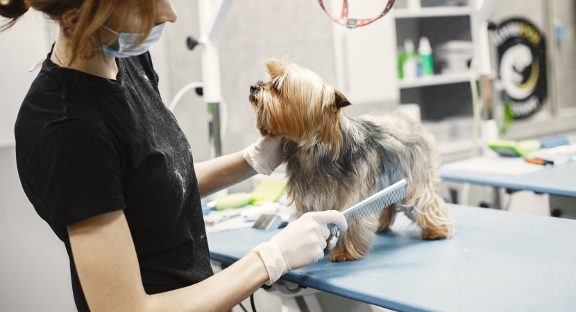 Inauguran la primera Peluquería Canina Municipal en Chile: todo lo que debes saber