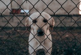 Ley Balto: El proyecto que busca aumentar las penas de cárcel por maltrato animal