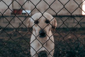 Ley Balto: El proyecto que busca aumentar las penas de cárcel por maltrato animal