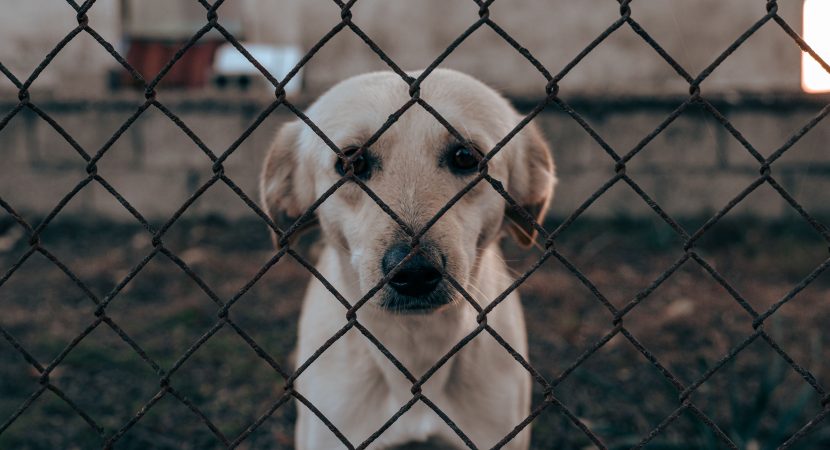 Ley Balto: El proyecto que busca aumentar las penas de cárcel por maltrato animal