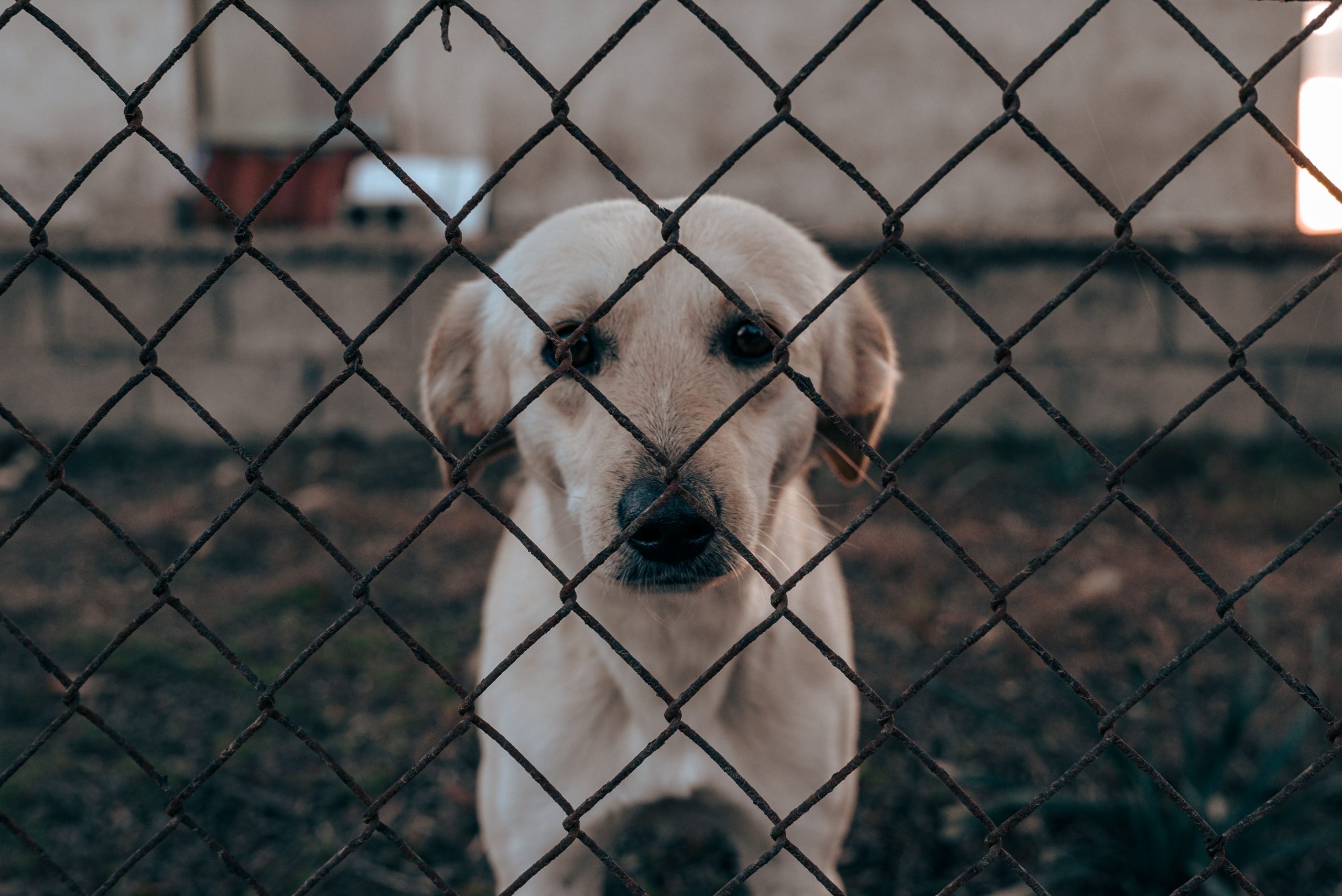 Ley Balto: El proyecto que busca aumentar las penas de cárcel por maltrato animal