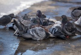 El peligro detrás de alimentar a las palomas: Multas de hasta 5 UTM en Concepción