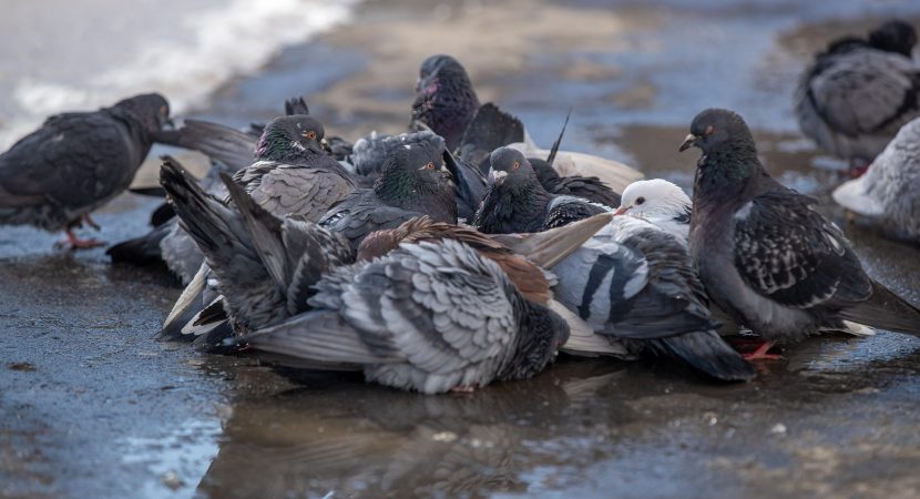 El peligro detrás de alimentar a las palomas: Multas de hasta 5 UTM en Concepción