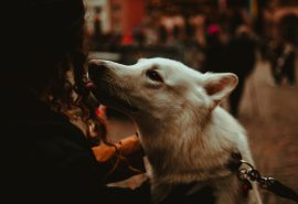 Qué siente tu perro cuando te ve sonreír, según la ciencia