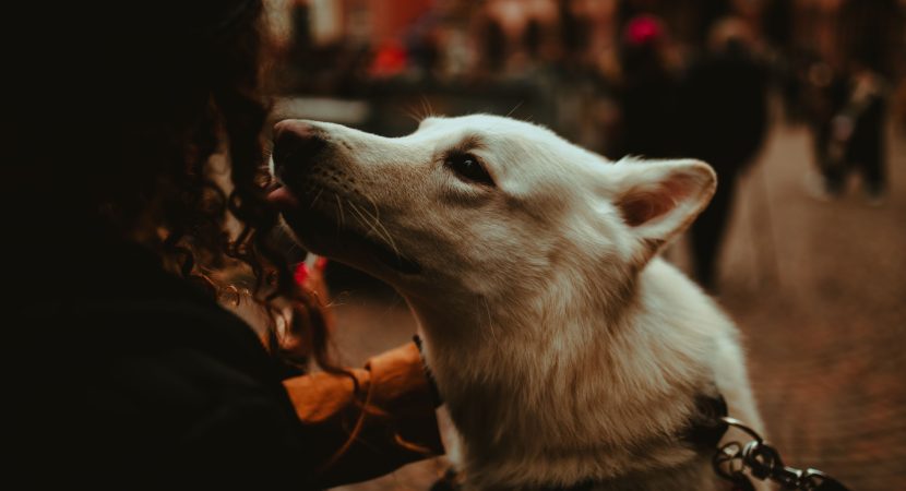 Qué siente tu perro cuando te ve sonreír, según la ciencia